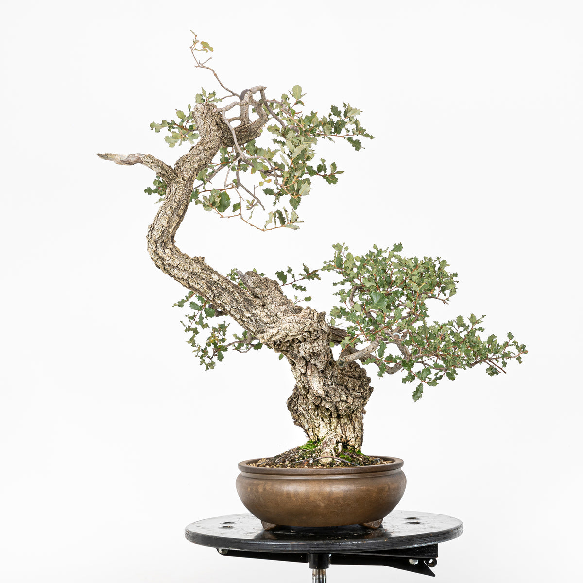 Bonsái "Dragón Ascendente"- Quejigo (Quercus faginea)