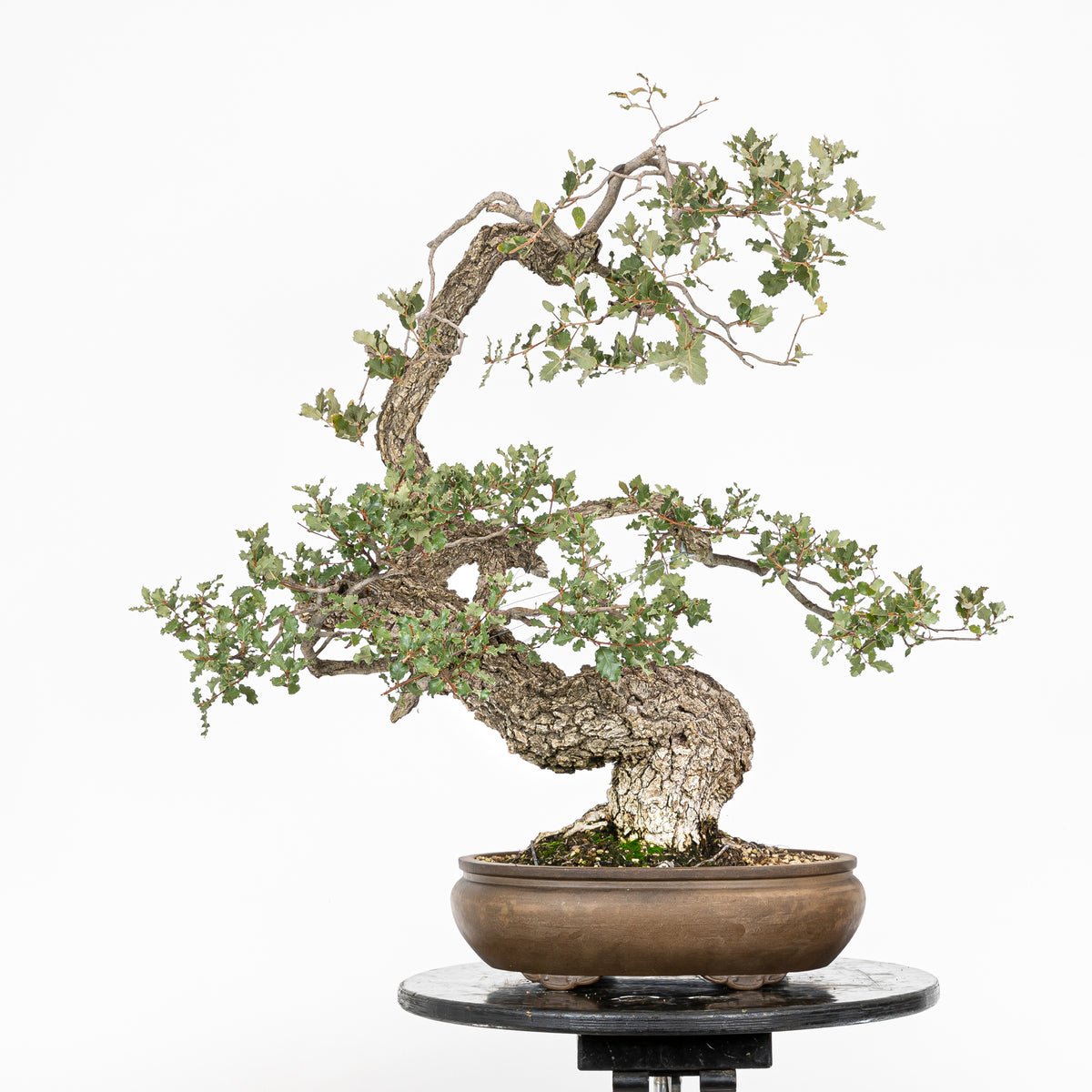 Bonsái "Dragón Ascendente"- Quejigo (Quercus faginea)