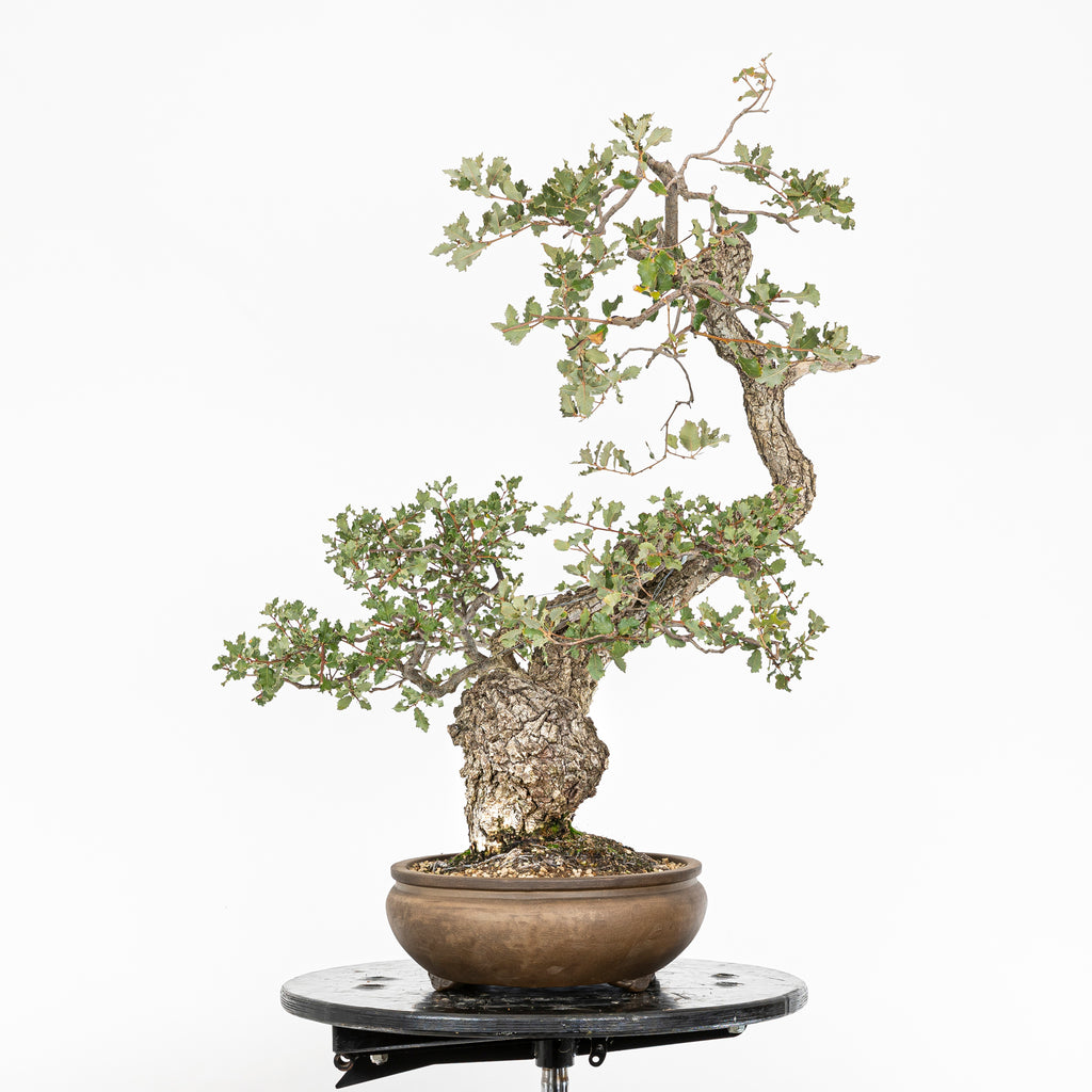 Bonsái "Dragón Ascendente"- Quejigo (Quercus faginea)