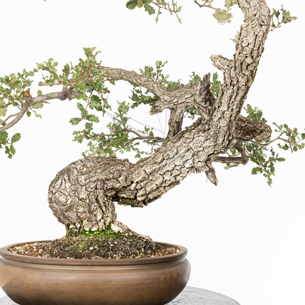 Bonsái "Dragón Ascendente"- Quejigo (Quercus faginea)
