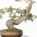 Bonsái "Dragón Ascendente"- Quejigo (Quercus faginea)