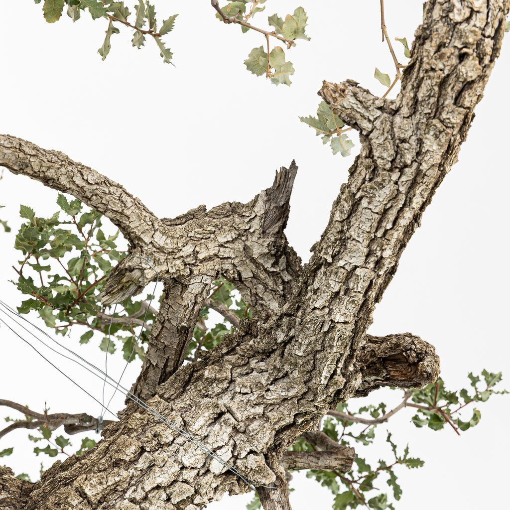 Bonsái "Dragón Ascendente"- Quejigo (Quercus faginea)