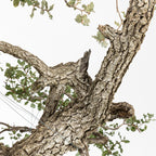 Bonsái "Dragón Ascendente"- Quejigo (Quercus faginea)