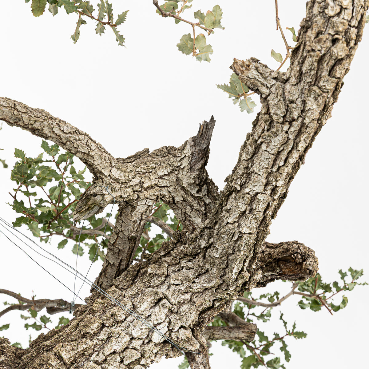 Bonsái "Dragón Ascendente"- Quejigo (Quercus faginea)