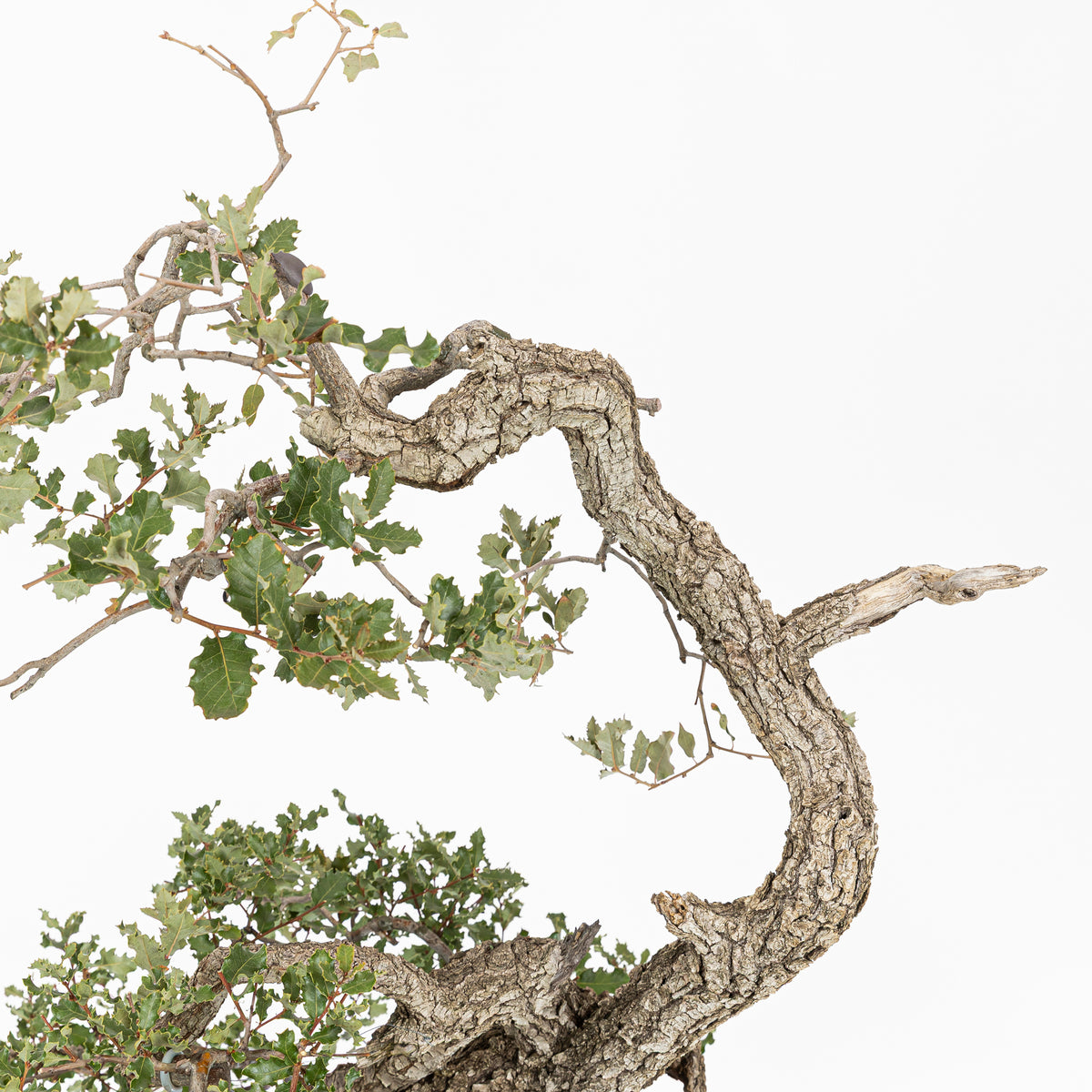 Bonsái "Dragón Ascendente"- Quejigo (Quercus faginea)