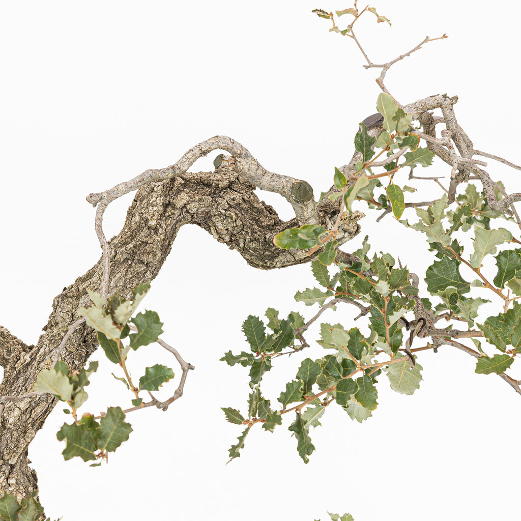 Bonsái "Dragón Ascendente"- Quejigo (Quercus faginea)