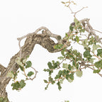 Bonsái "Dragón Ascendente"- Quejigo (Quercus faginea)