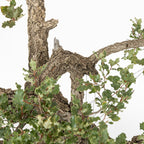 Bonsái "Dragón Ascendente"- Quejigo (Quercus faginea)