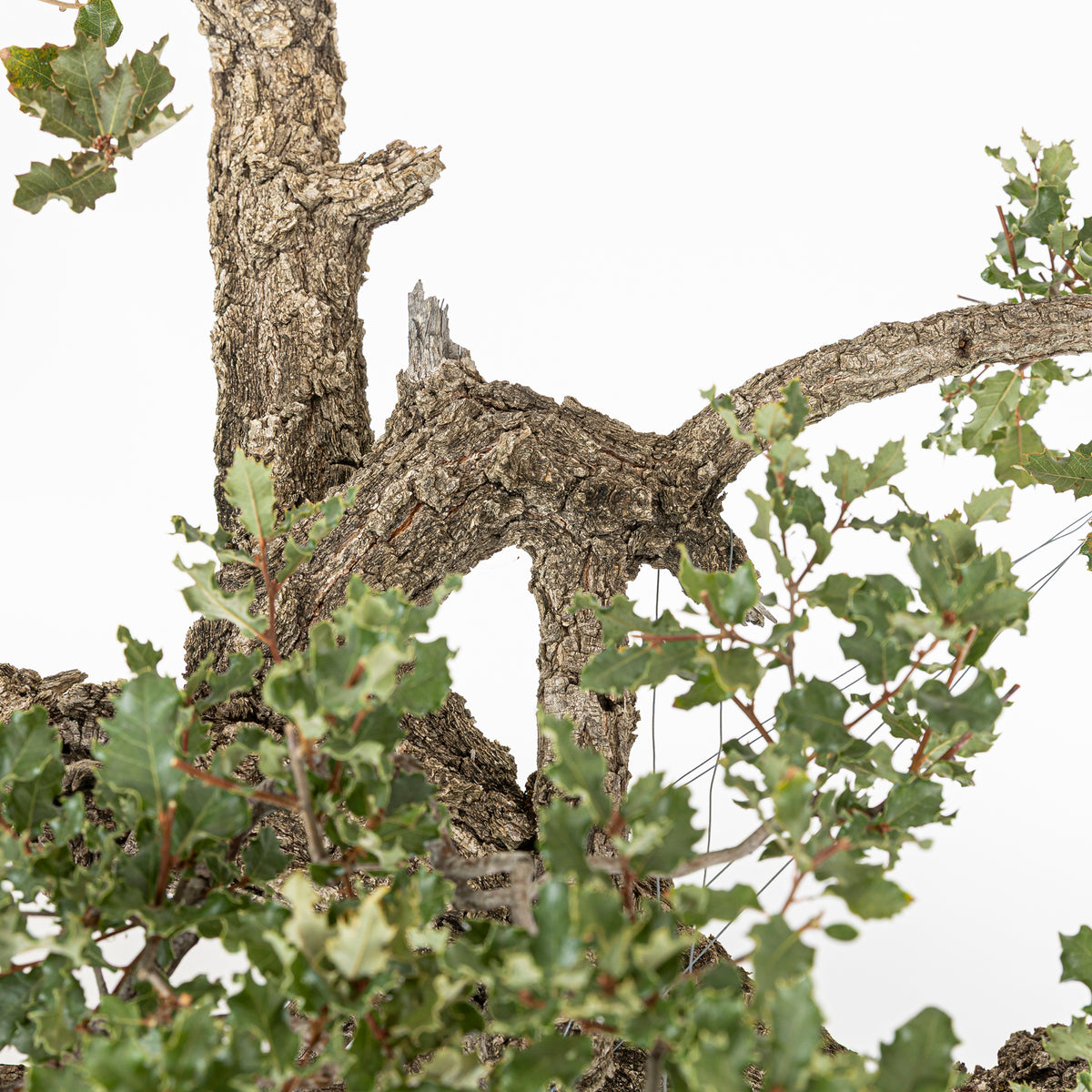 Bonsái "Dragón Ascendente"- Quejigo (Quercus faginea)