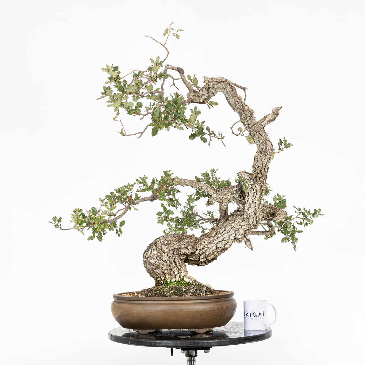 Bonsái "Dragón Ascendente"- Quejigo (Quercus faginea)