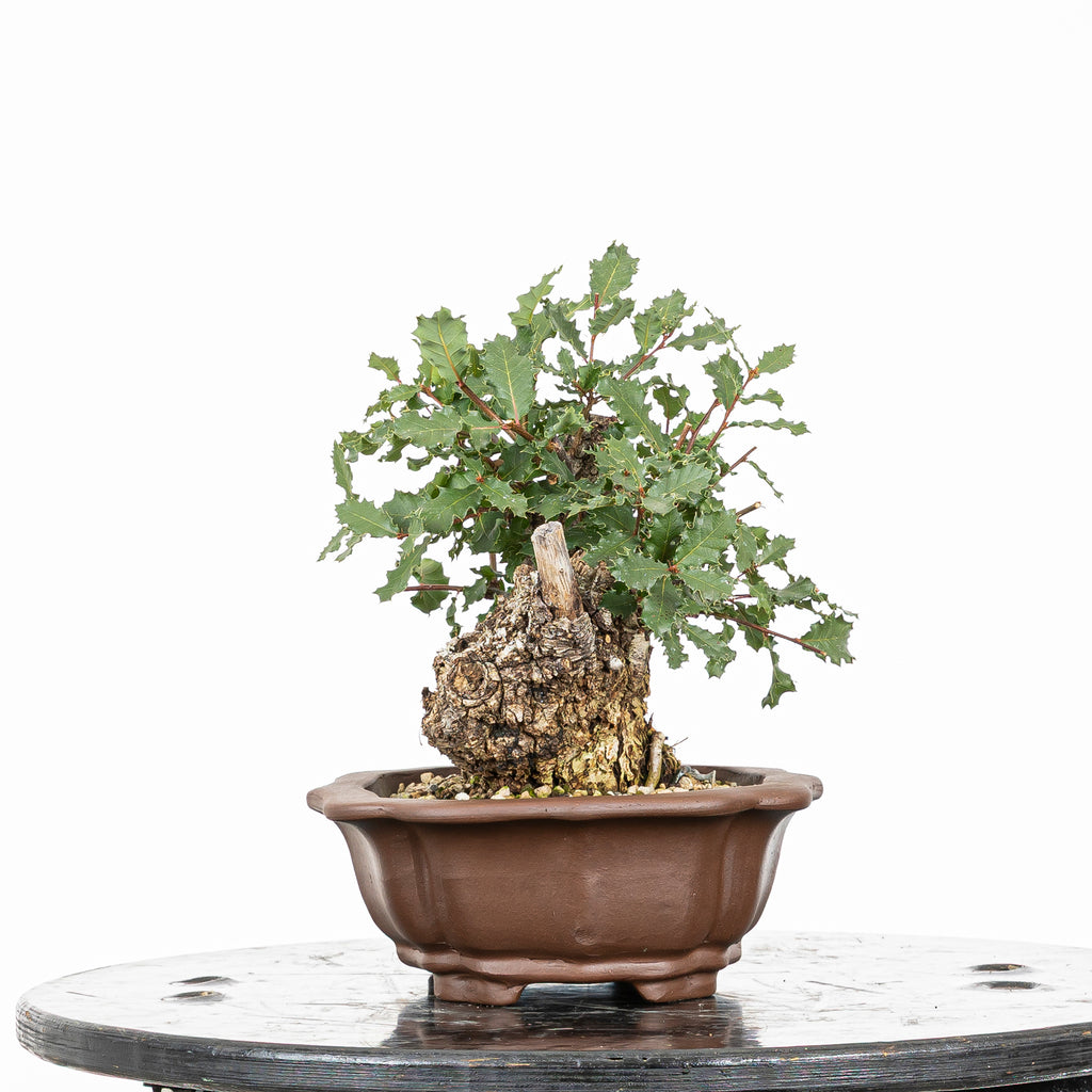 Bonsái - Quejigo (Quercus faginea) - QF10105