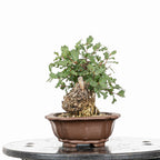 Bonsái - Quejigo (Quercus faginea) - QF10105