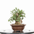 Bonsái - Quejigo (Quercus faginea) - QF10105