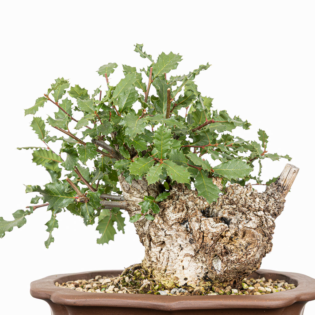Bonsái - Quejigo (Quercus faginea) - QF10105