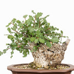 Bonsái - Quejigo (Quercus faginea) - QF10105