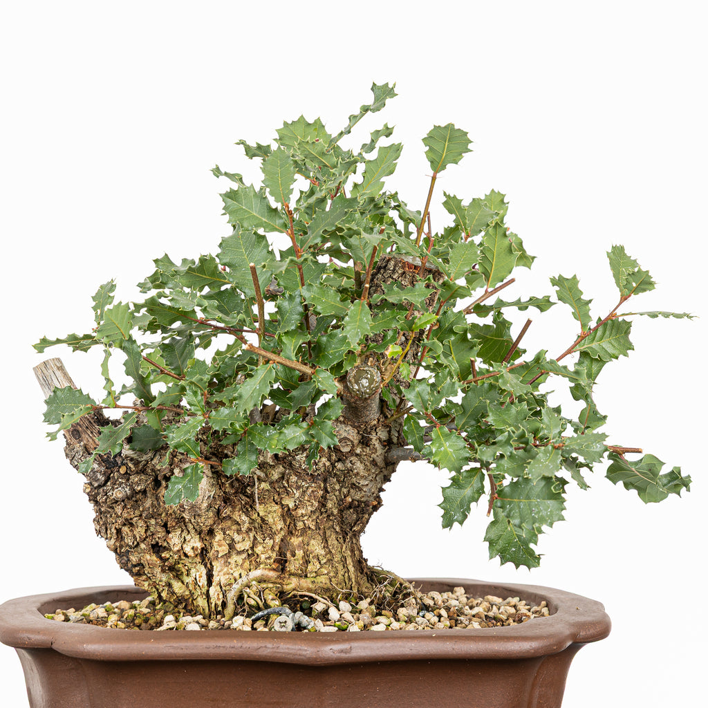 Bonsái - Quejigo (Quercus faginea) - QF10105