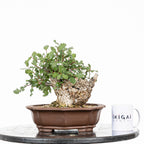 Bonsái - Quejigo (Quercus faginea) - QF10105