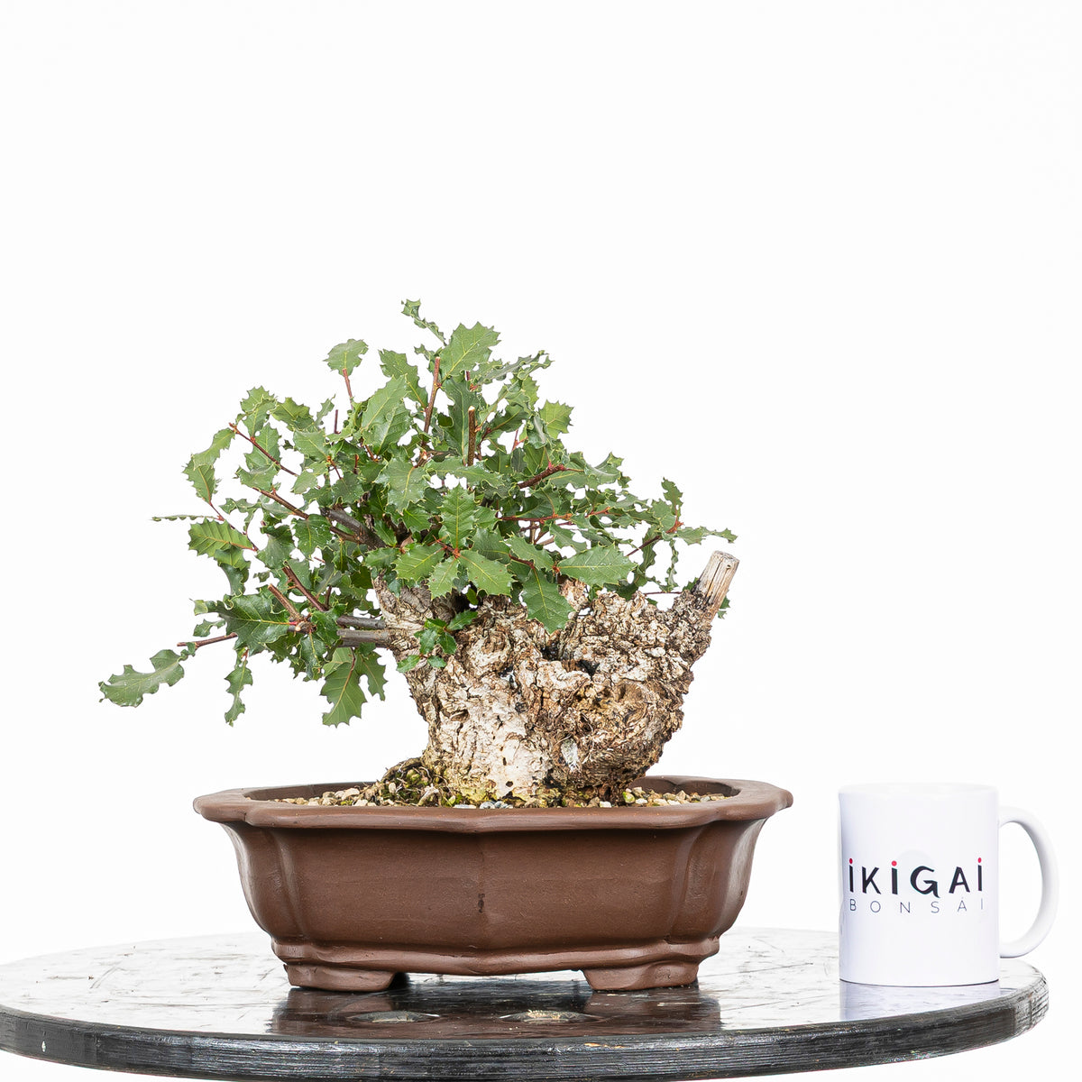 Bonsái - Quejigo (Quercus faginea) - QF10105