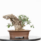 Bonsái - Quejigo (Quercus faginea) - QF10106