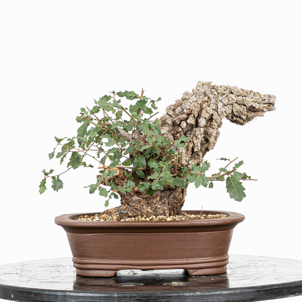 Bonsái - Quejigo (Quercus faginea) - QF10106