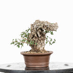 Bonsái - Quejigo (Quercus faginea) - QF10106