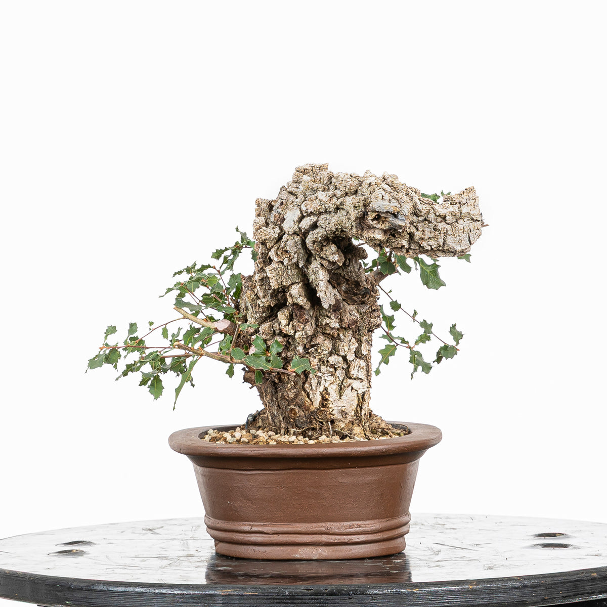 Bonsái - Quejigo (Quercus faginea) - QF10106