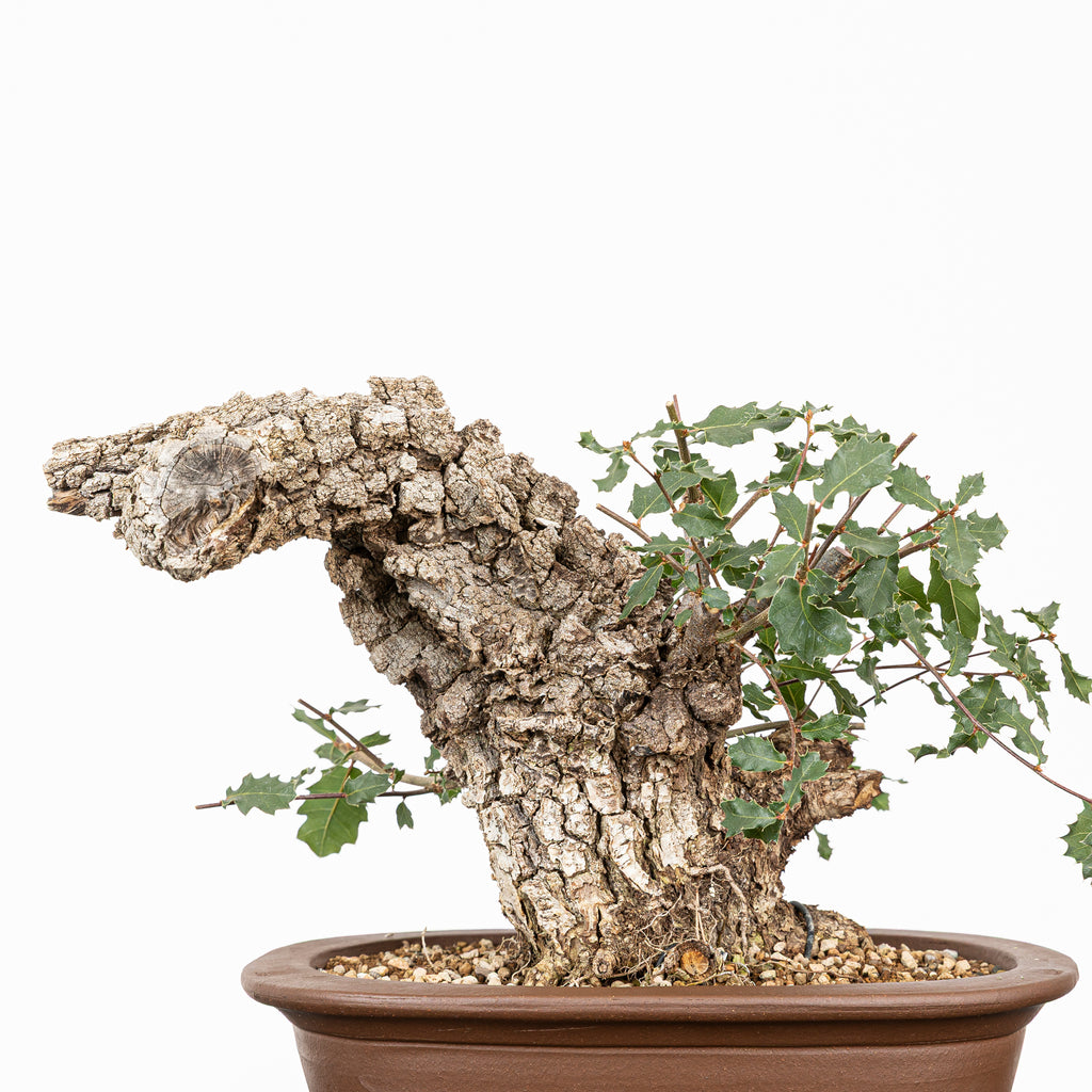 Bonsái - Quejigo (Quercus faginea) - QF10106