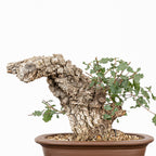 Bonsái - Quejigo (Quercus faginea) - QF10106