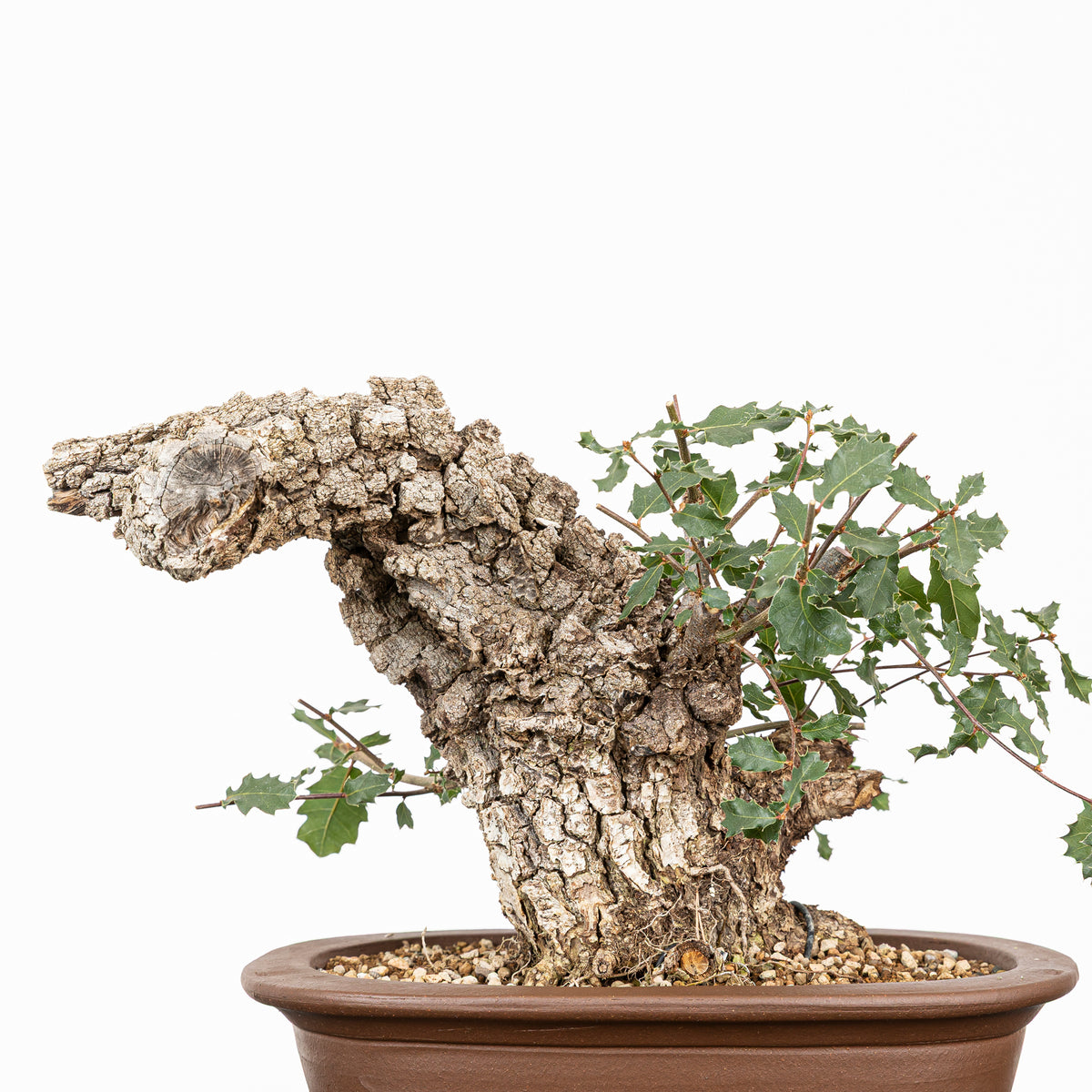 Bonsái - Quejigo (Quercus faginea) - QF10106