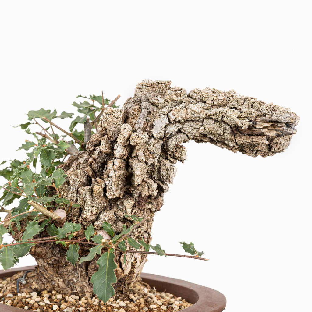 Bonsái - Quejigo (Quercus faginea) - QF10106