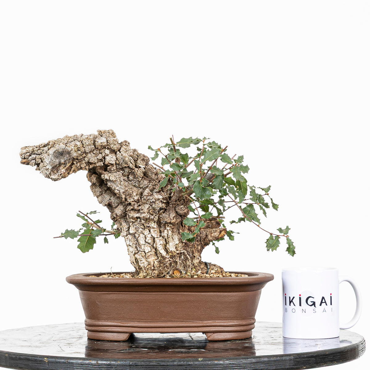 Bonsái - Quejigo (Quercus faginea) - QF10106