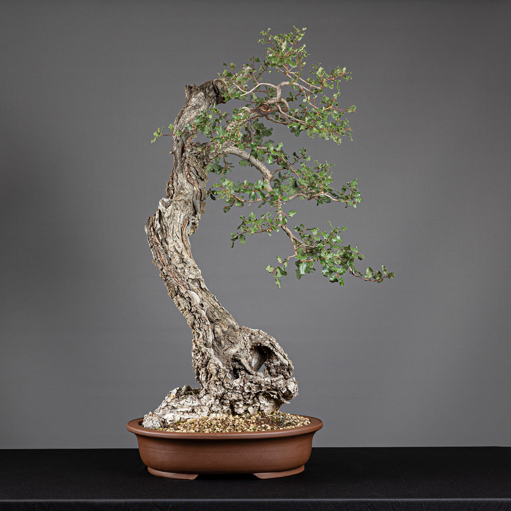 Bonsái "Bunjin Ahuecado" - Quejigo (Quercus faginea)