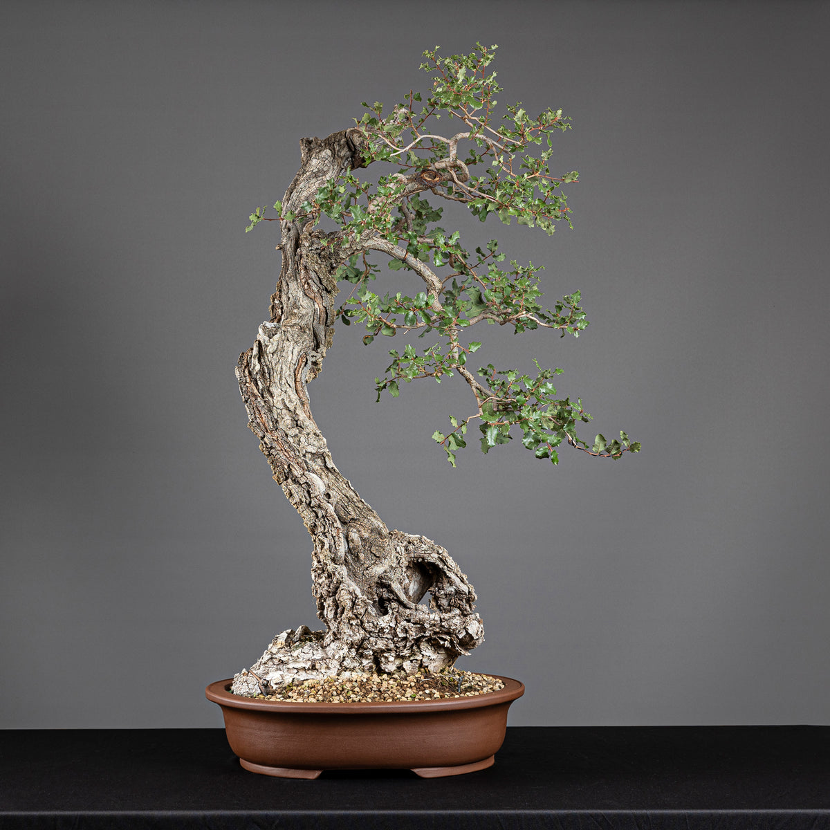 Bonsái "Bunjin Ahuecado" - Quejigo (Quercus faginea)