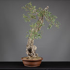 Bonsái "Bunjin Ahuecado" - Quejigo (Quercus faginea)
