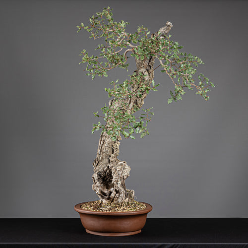 Bonsái "Bunjin Ahuecado" - Quejigo (Quercus faginea)