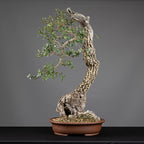 Bonsái "Bunjin Ahuecado" - Quejigo (Quercus faginea)
