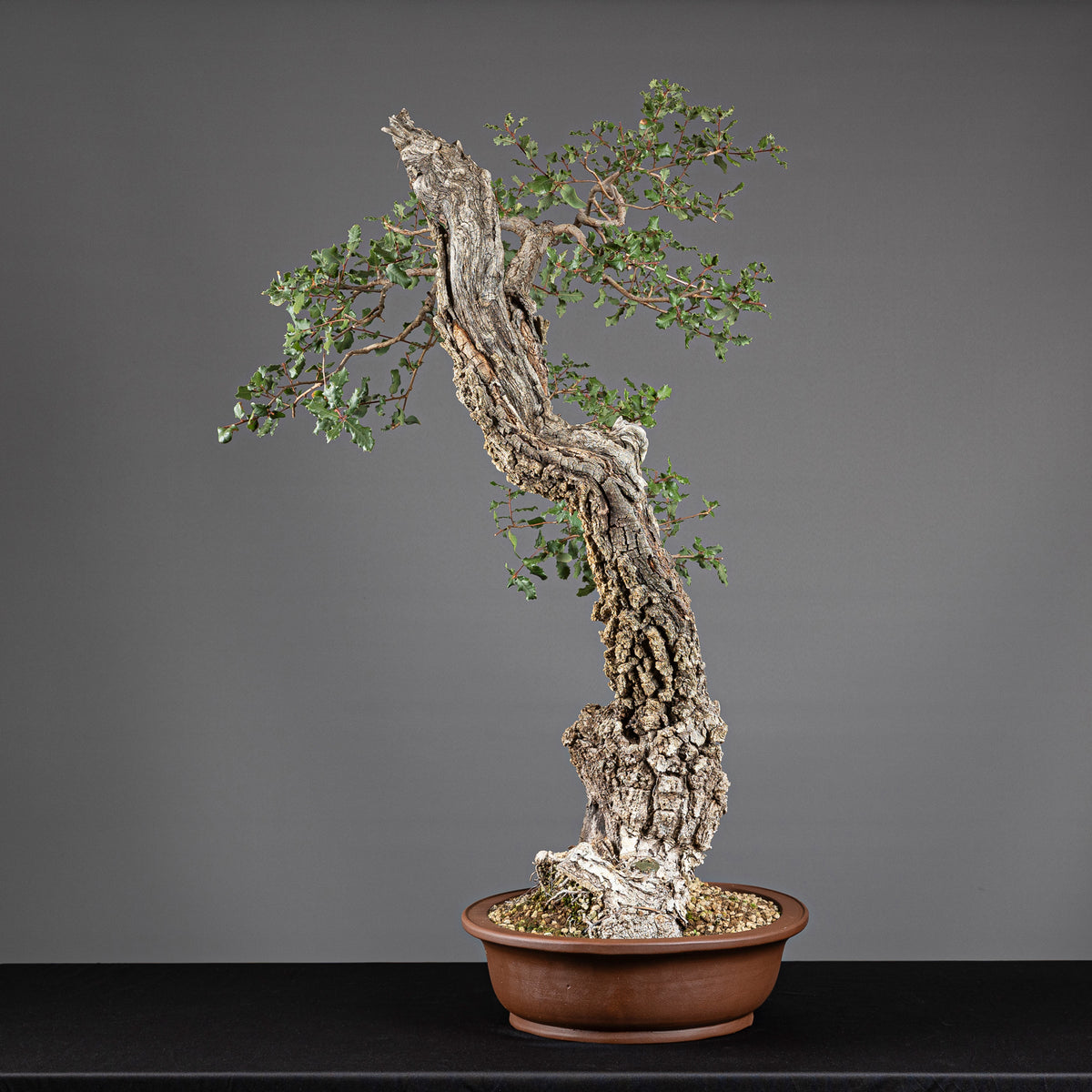 Bonsái "Bunjin Ahuecado" - Quejigo (Quercus faginea)