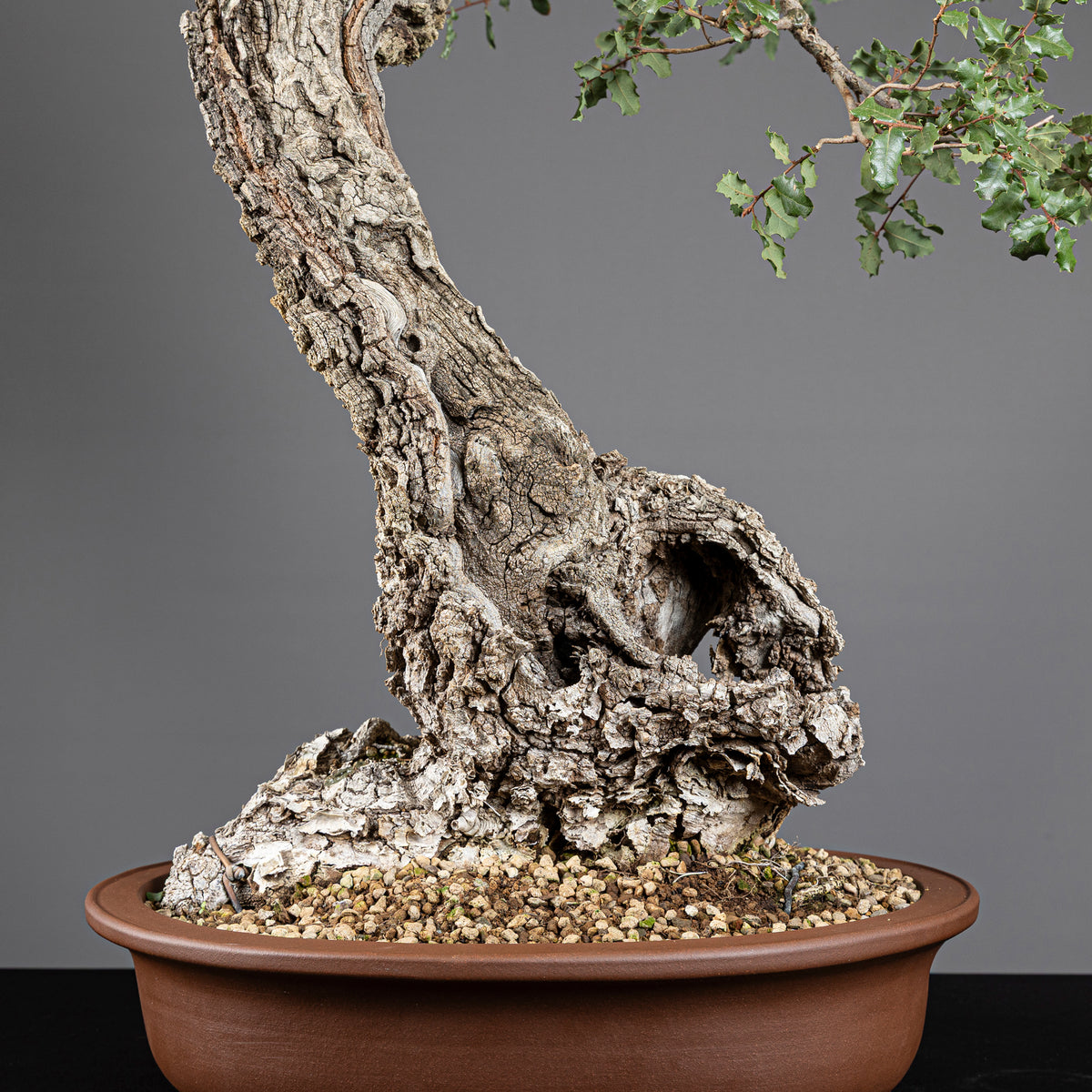 Bonsái "Bunjin Ahuecado" - Quejigo (Quercus faginea)