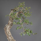 Bonsái "Bunjin Ahuecado" - Quejigo (Quercus faginea)