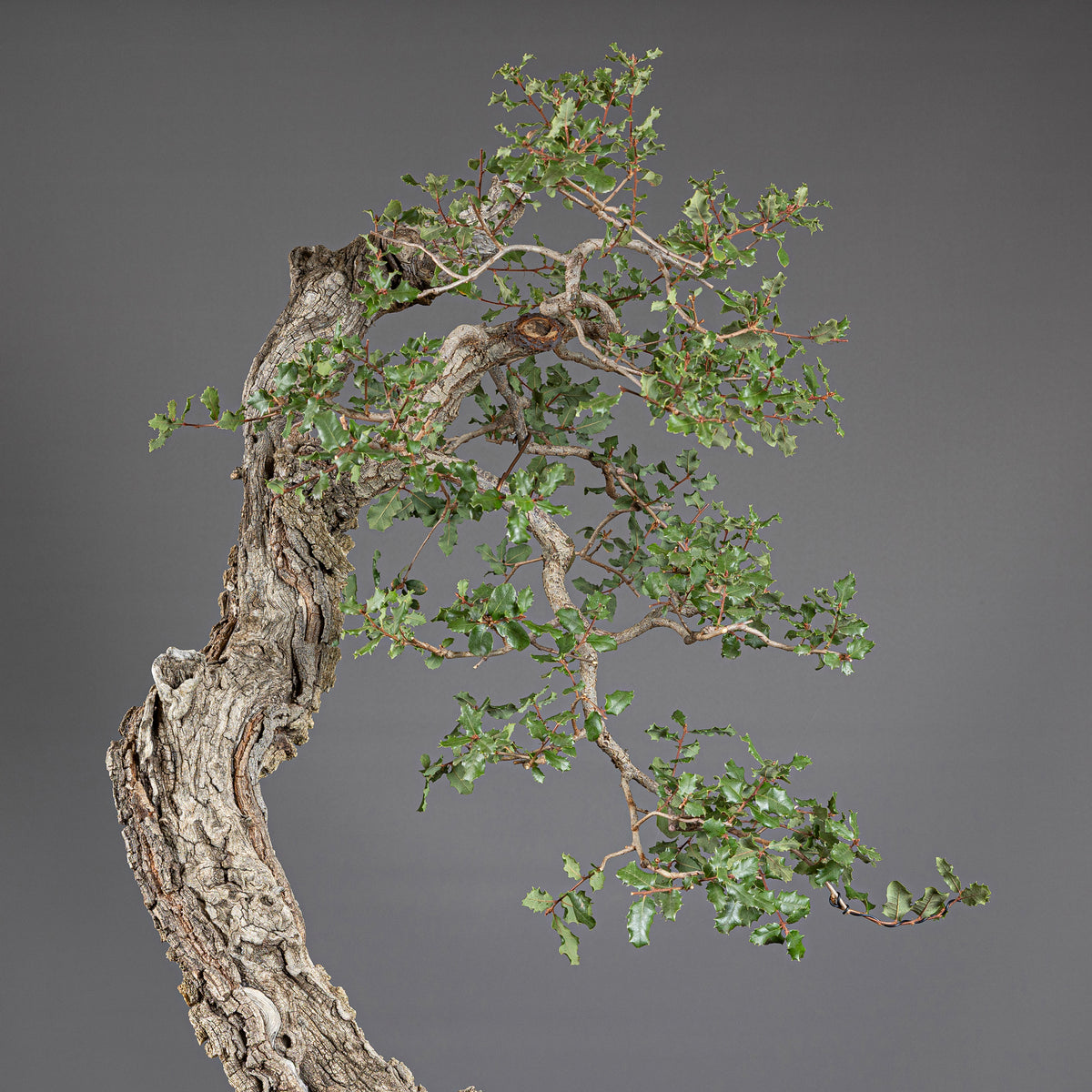 Bonsái "Bunjin Ahuecado" - Quejigo (Quercus faginea)