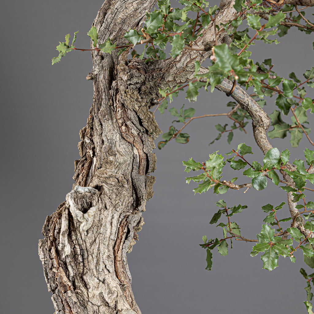 Bonsái "Bunjin Ahuecado" - Quejigo (Quercus faginea)