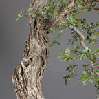 Bonsái "Bunjin Ahuecado" - Quejigo (Quercus faginea)