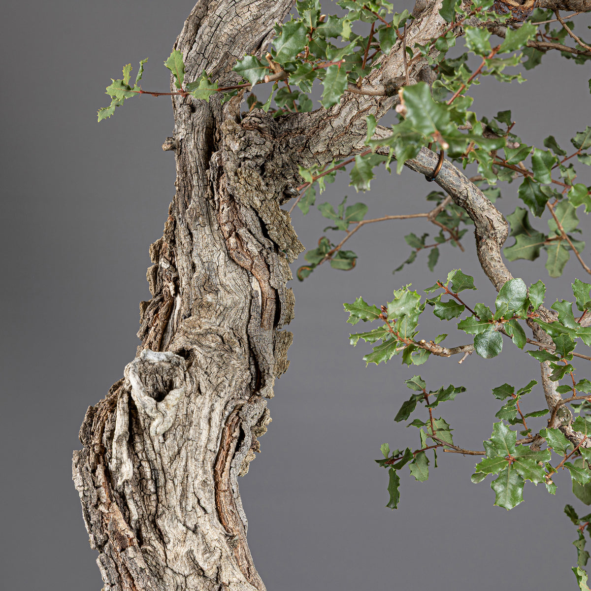 Bonsái "Bunjin Ahuecado" - Quejigo (Quercus faginea)