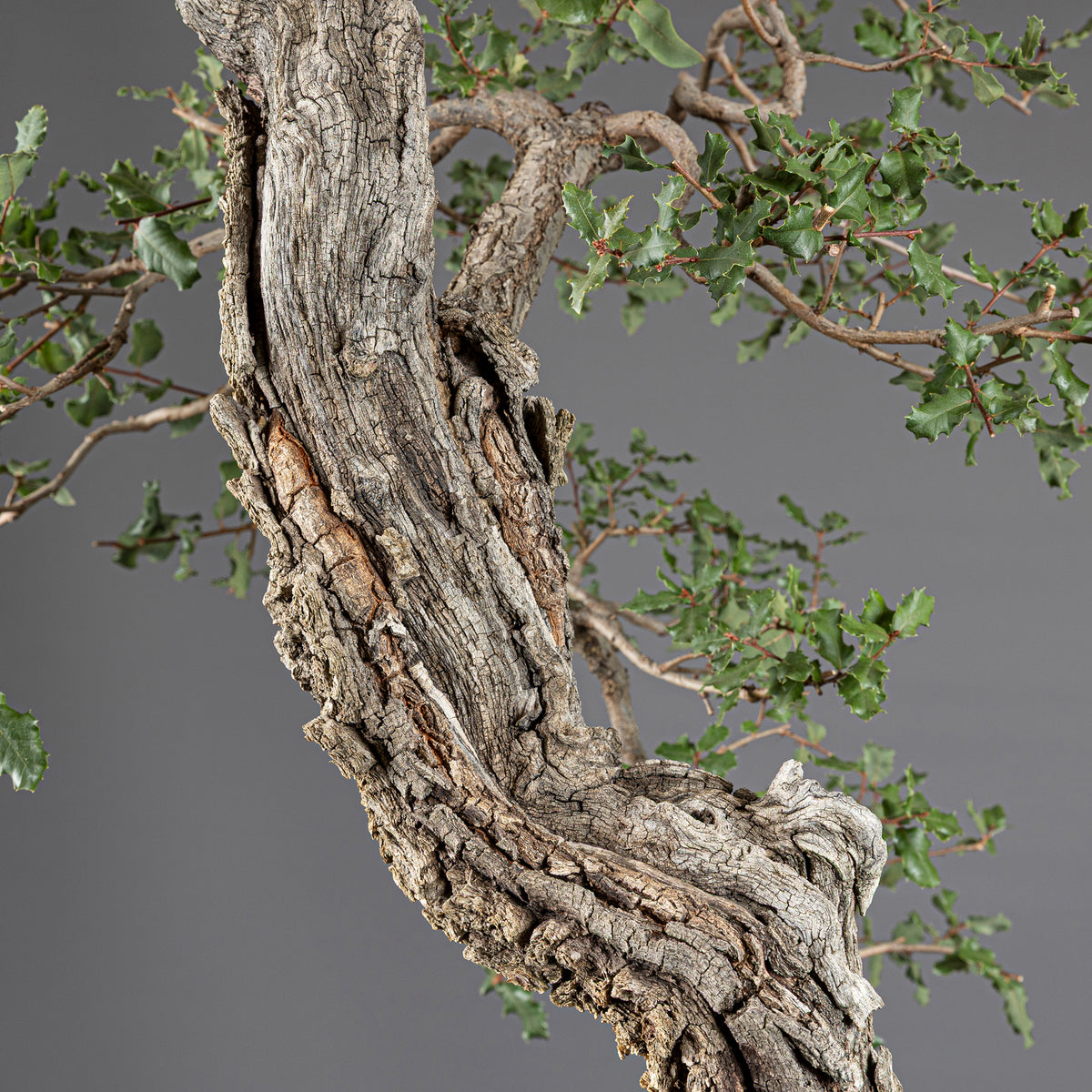 Bonsái "Bunjin Ahuecado" - Quejigo (Quercus faginea)