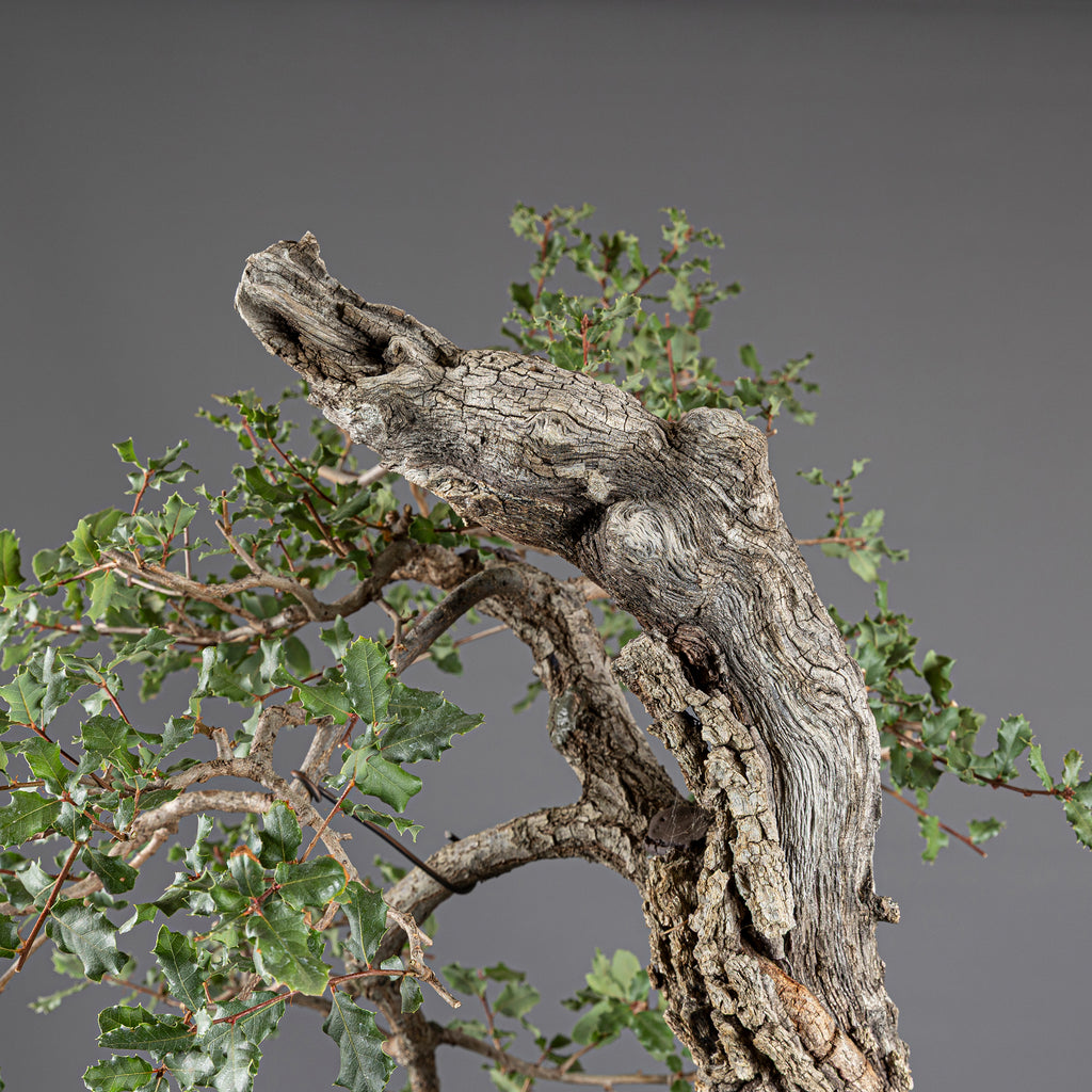 Bonsái "Bunjin Ahuecado" - Quejigo (Quercus faginea)