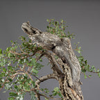 Bonsái "Bunjin Ahuecado" - Quejigo (Quercus faginea)