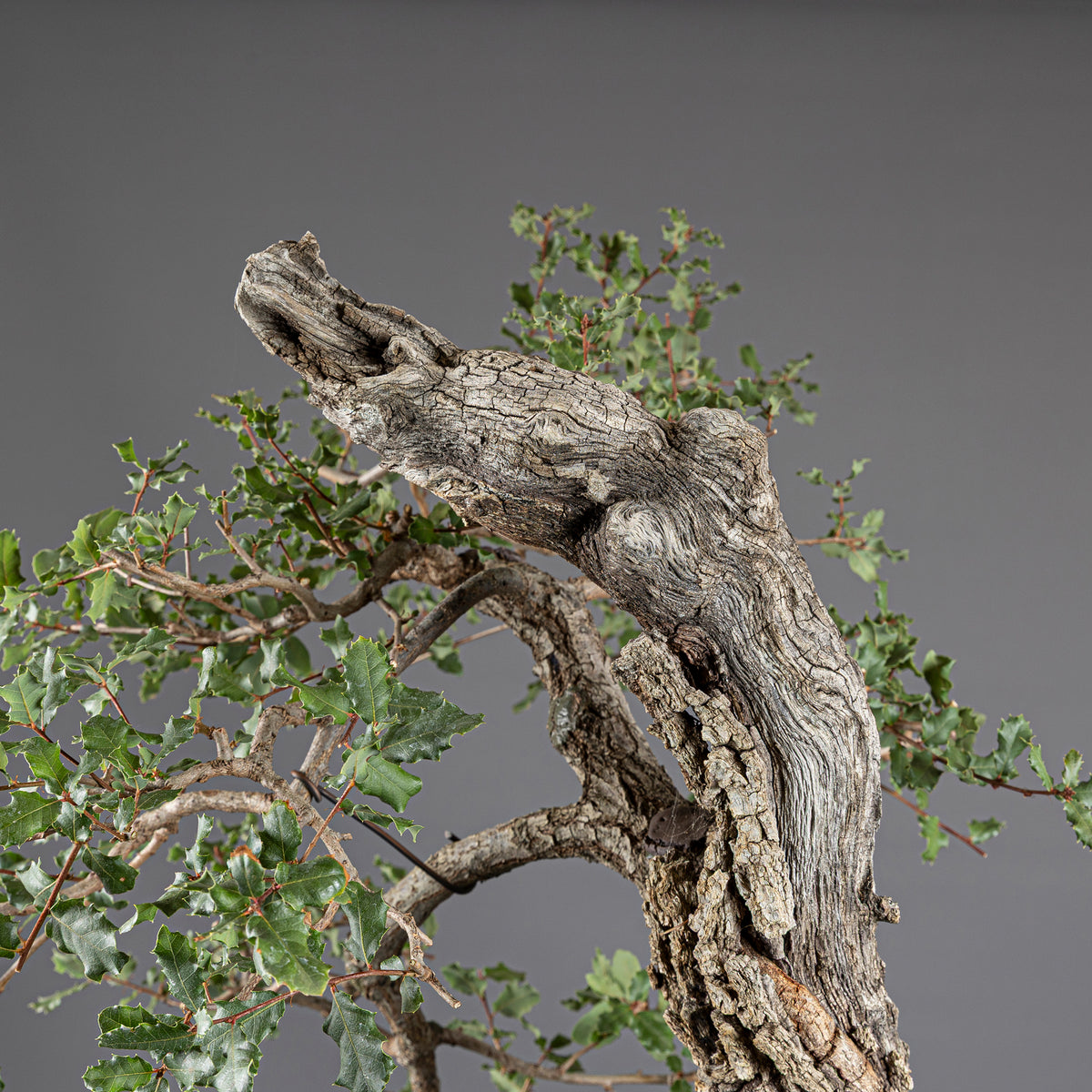 Bonsái "Bunjin Ahuecado" - Quejigo (Quercus faginea)