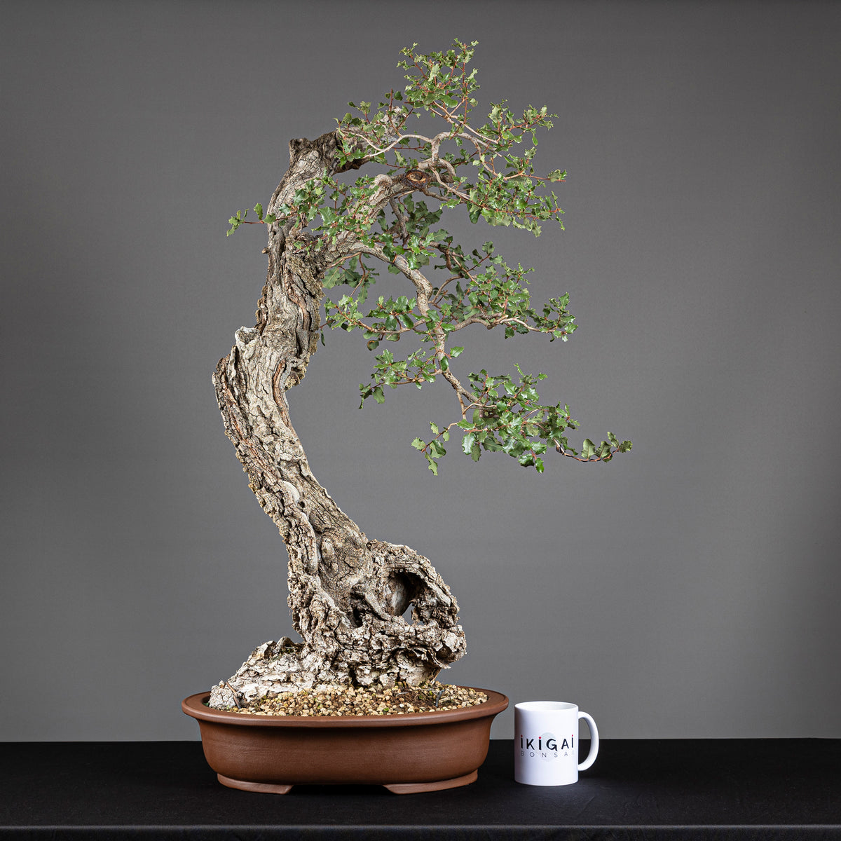 Bonsái "Bunjin Ahuecado" - Quejigo (Quercus faginea)