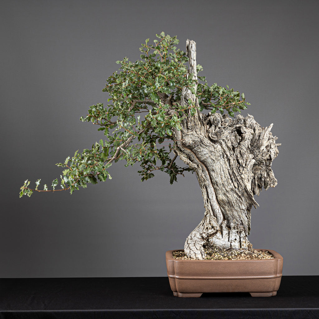 Bonsái "El Dragón" - Quejigo (Quercus faginea)