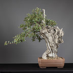 Bonsái "El Dragón" - Quejigo (Quercus faginea)
